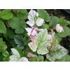 rubus