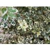 Symphoricarpos �chenaultii FIESTA BERRY 3