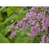Syringa Andrej (2)