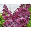 plants photos 2023 Zalenieki cerins capitane baltet 1 1734ee2b4f22110ee56a31b586861c39