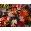 Liquidambar Schock's Gold (2)