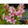 Weigela Bouquet Rose (1)