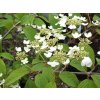 Kalina japonská 'Mariesii'
