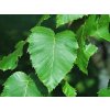 1024px Betula maximowicziana (monarch birch) 6 (25786604378)