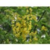 laburnum 1