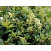 ligustrum 6