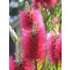 Callistemon Inferno PP3