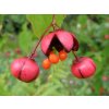 euonymus oxyphyllus 4070073802