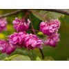 Cercis canadensis 'Pink Pom Poms' (1)