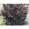 purpurea nana