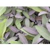 purpurea sa 1