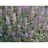 salvia p