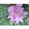 e97749b2439ea3d3