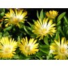 delosperma 3