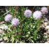 globularia