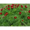 tenuifolia