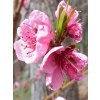 prunus persica 2
