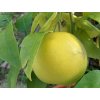 Pomelo 'Pomelo Walker'