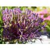 Allium christophii (1)