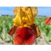 Kosatec německý 'Caligula' - Iris germanica 'Caligula'