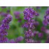 salvia verticillata purple rain bc reservoir15 11 6 22c e2a96d3e51