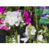 Polemonium caeruleum 'Album' (2)
