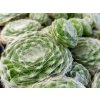 120663 netresk pavucinaty sirius sempervivum arachnoideum sirius