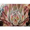 Sempervivum Aquila