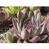 Netřesk x hybr. 'Aquila' - Sempervivum x hybr. 'Aquila'
