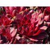 Sempervivum x hybr. 'Draco'