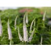 120705 rozrazil dlouholisty white jolanda veronica longifolia white jolanda