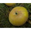 Jabloň ´Coulonova Reneta´ (Balení prostokořenný stromek, Podnož semenáč)