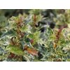 osmanthus heterophyllus tricolor resized