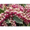 pieris ralto 1548358369 n