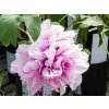 Paeonia Rosea Plena