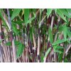 Fargesia nitida Shadowlight 2
