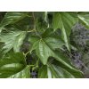 macrophylla