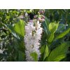 clethra rosea