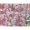 vist�rie rosea