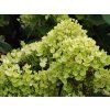 Hydrangea paniculata Pinklight