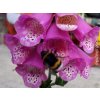 Náprstník 'Pink Panther' - Digitalis 'Pink Panther'