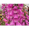 Náprstník 'Pink Panther' - Digitalis 'Pink Panther'