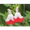 hot lips