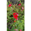810d9762e97f1655