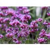 Verbena Lollipop (2)