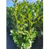 prunus laurocerasus obelisk (1)