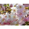 Třešeň chloupkatá 'Autumnalis Rosea' - kontejner
