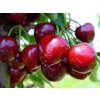 Třešeň 'Starking Hardy Giant' - kontejner