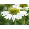 Echinacea Virgin (1)