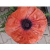Mák východní 'Pizzicato' - Papaver orientale 'Pizzicato'
